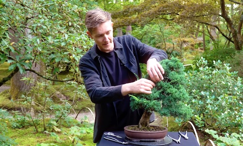 Een Jeneverbes Bonsai maken