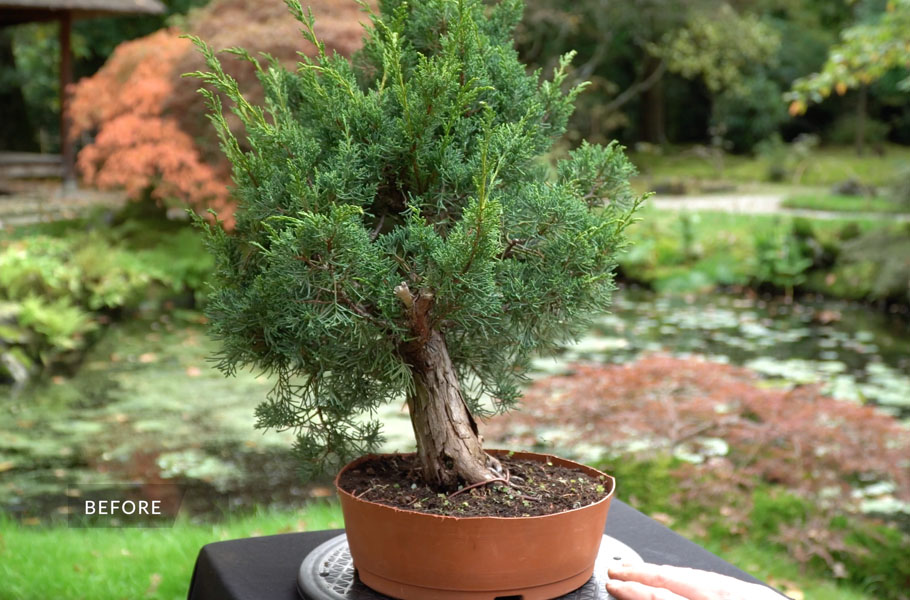 Een Jeneverbes bonsai maken