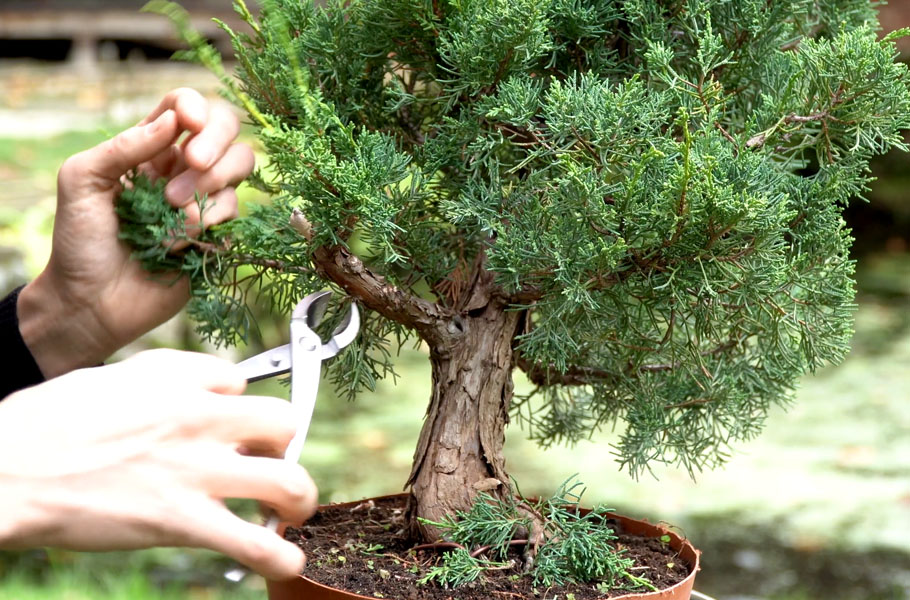 Een Jeneverbes bonsai maken