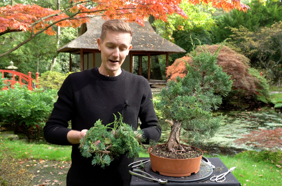 Een Jeneverbes bonsai maken