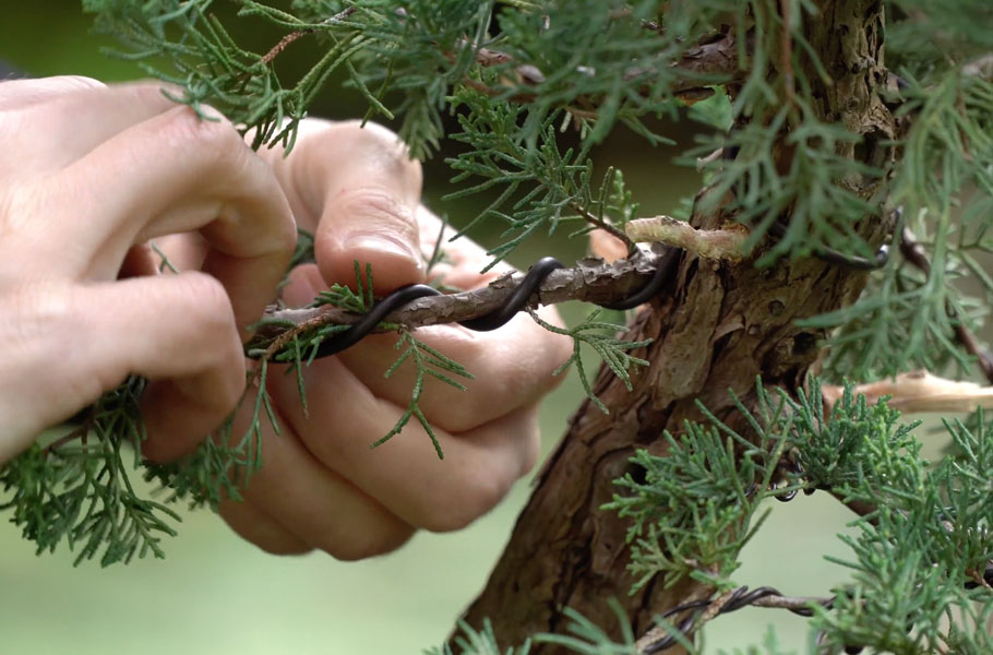 Een Jeneverbes bonsai maken