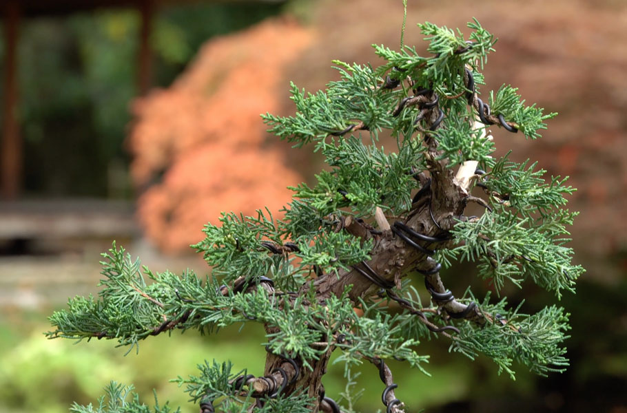Een Jeneverbes bonsai maken