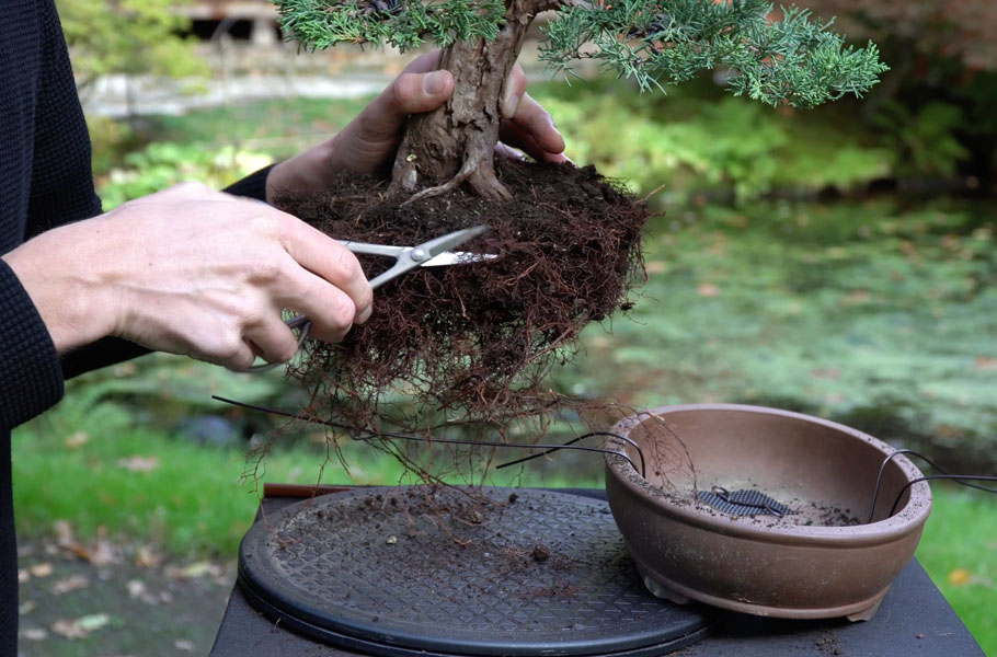 Een Jeneverbes bonsai maken