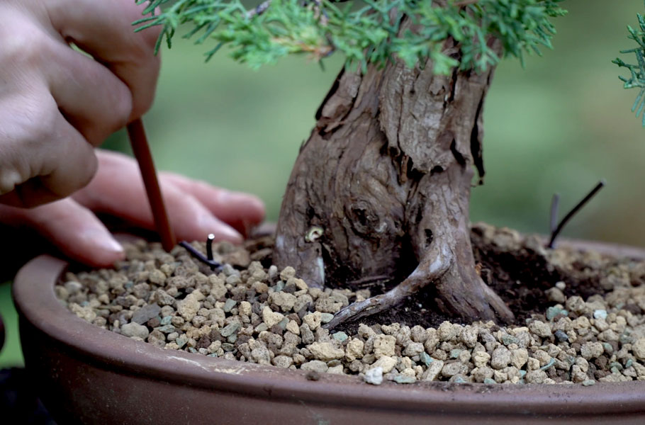Een Jeneverbes bonsai maken