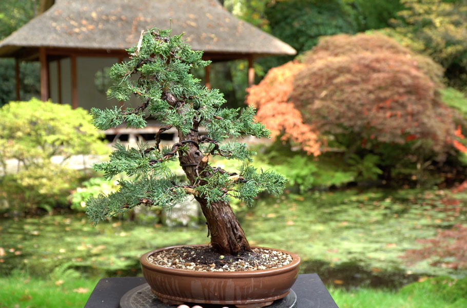 Een Jeneverbes bonsai maken
