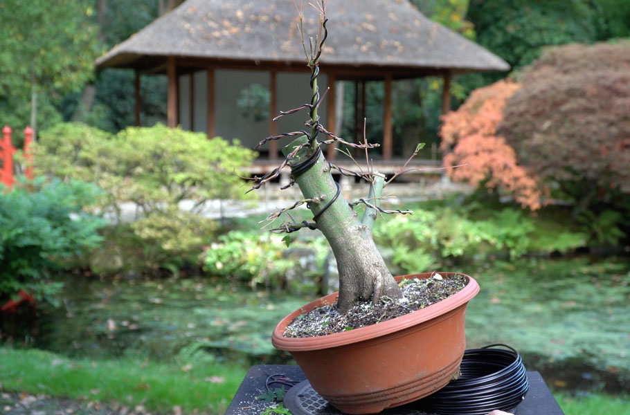 Een Japanse Esdoorn Bonsai boom maken