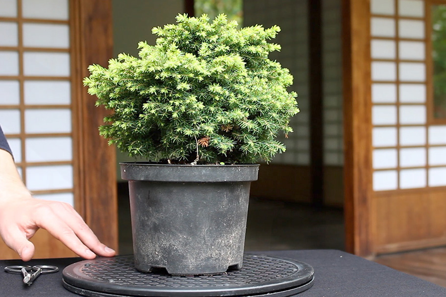 In deze film laat ik je zien hoe je een bonsai kan creëren uit deze plant