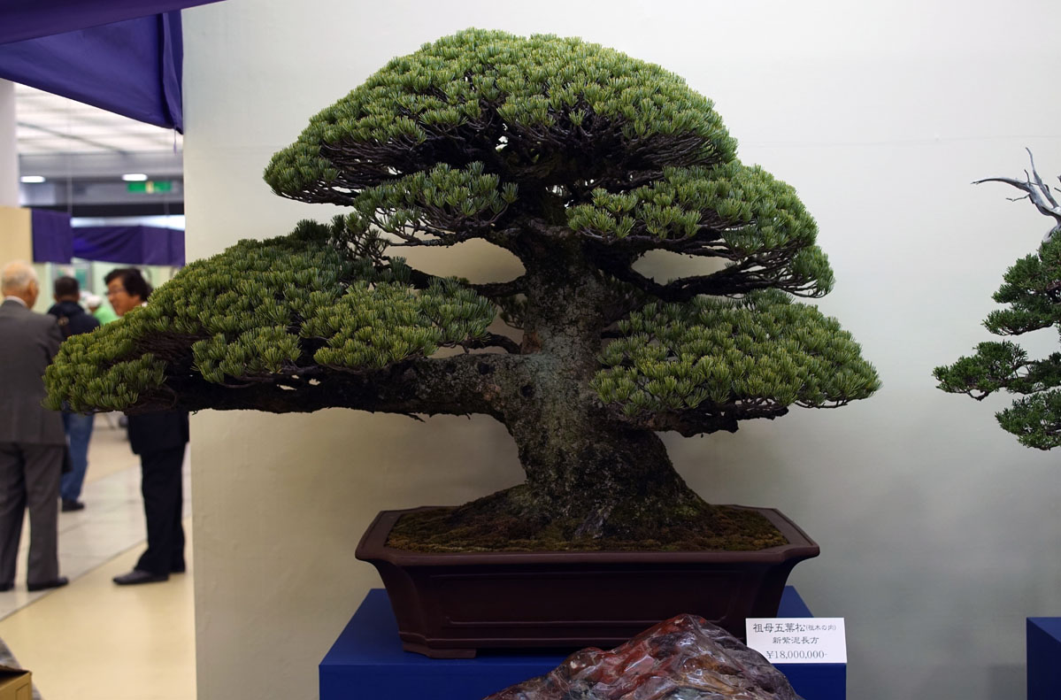 White Pine Bonsai worth 160.000 USD