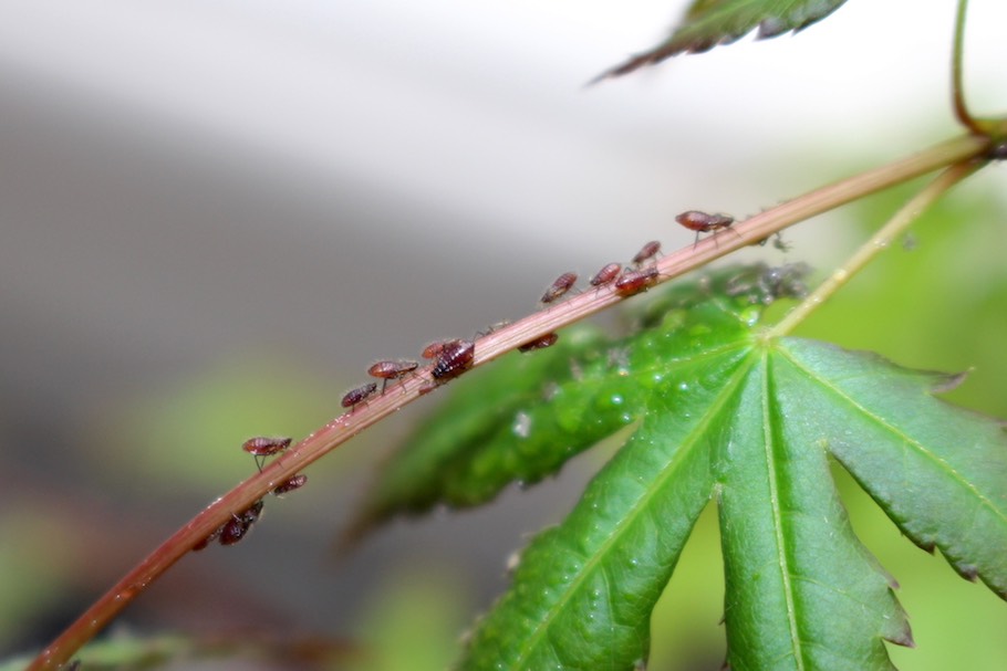 Aphids on a bonsai tree