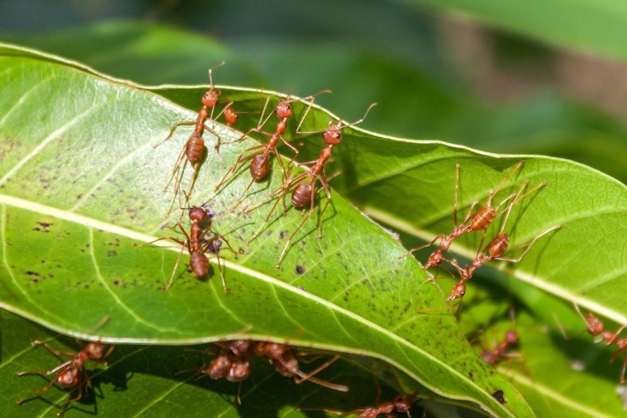 Ants on a Bonsai tree