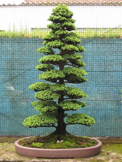 Bonsai tree after 15 years