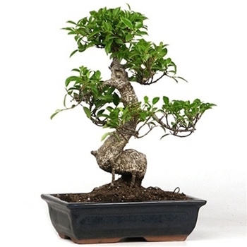 Een Ficus bonsai