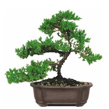 Een populaire grootte en vorm van een Juniperus bonsai