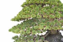 Pinus, Bjorn Bjorholm