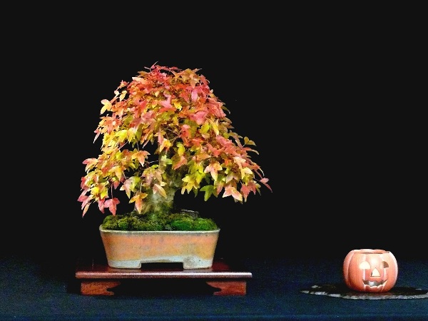 Halloween Bonsai tree