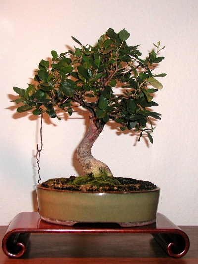 Cork oak bonsai