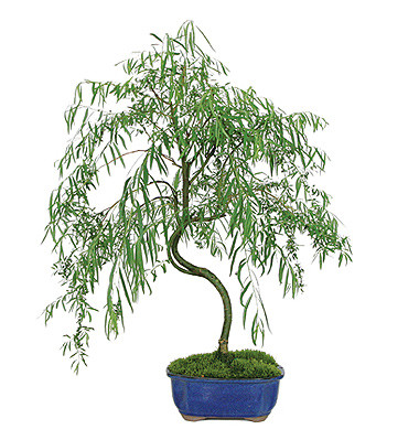 Treurwilg bonsai