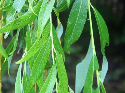 Treurwilg bonsai (Salix)