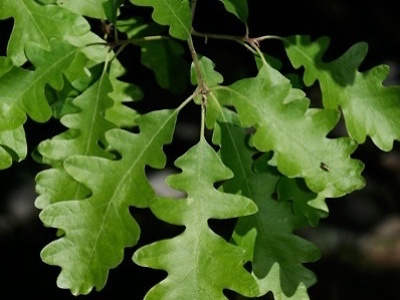 Quercus Bonsai
