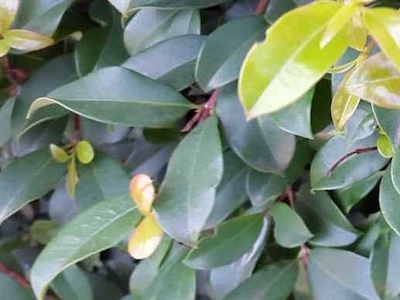 Kersstruik (Eugenia myrtifolia, syzygium)