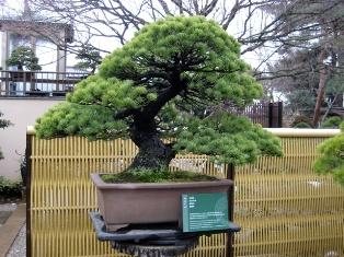 Omiya Bonsai