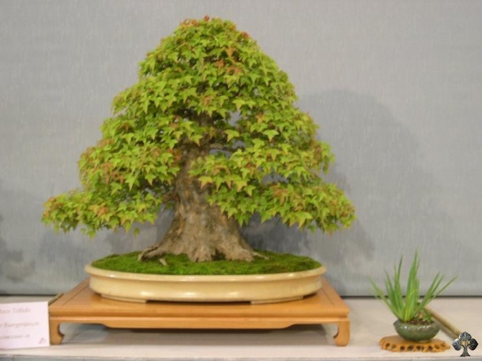 Acer buergerianum trident maple Bonsai