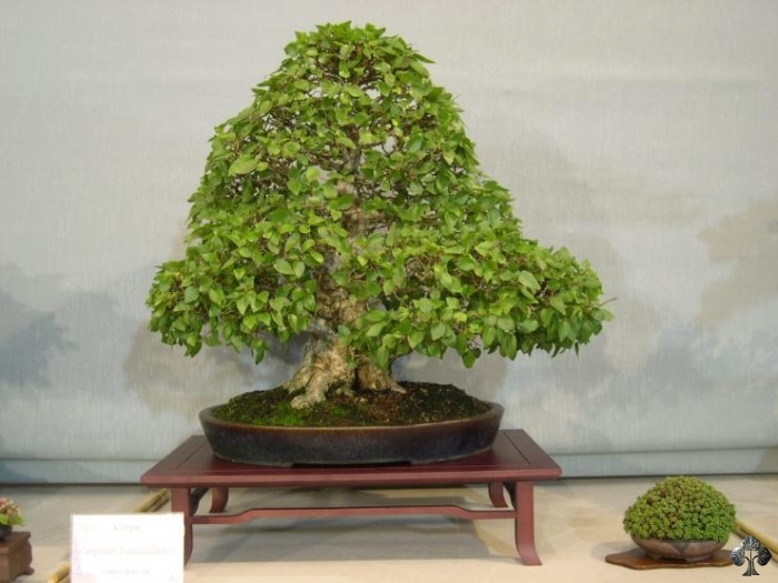 Hornbeam carpinus bonsai tree