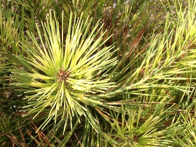Red pine bonsai