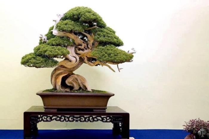 Japanese Juniper bonsai
