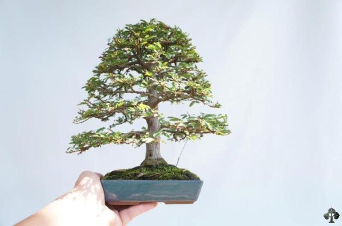 Shohin Bonsai tree
