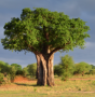 africanbaobab's Profielfoto