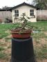 T-Bonsai's Profielfoto