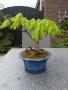Bonsai fever's Profielfoto