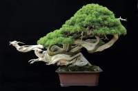 goeie webshop - Bonsai forum - Bonsai Empire